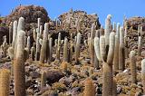 BOLIVIA 2 - Isla Los Pescados - 06